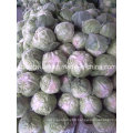 Fresh Flat Cabbage with Mesh Bag Packing